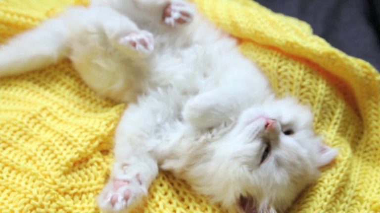 Sonic, tenero gattino bianco