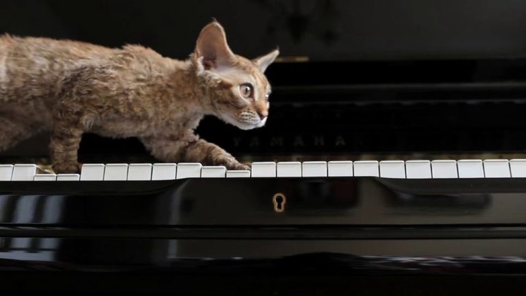 Gatto Coyote suona il piano