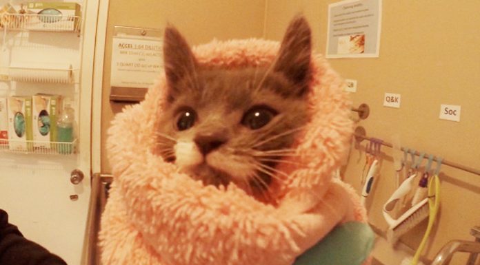 A San Diego un reparto per gattini bisognosi