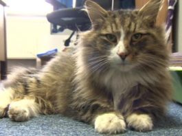 Ritrovato il gatto Norvegese Clive… un po’ ingrassato Il gatto Norvegese Clive