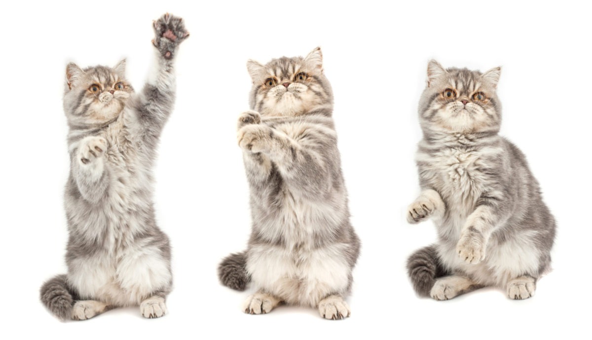 Gatto Esotico