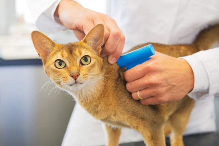Come identificare un gatto
