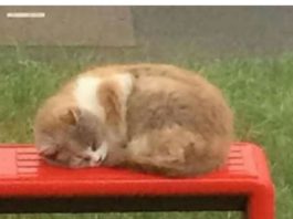 Missy, the Bus Stop cat