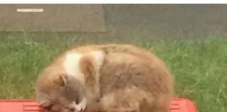 Missy, the Bus Stop cat