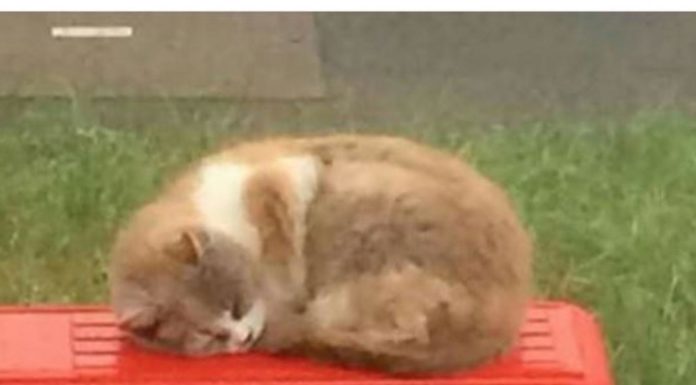 Missy, the Bus Stop cat