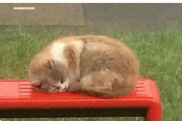 Missy, the Bus Stop cat