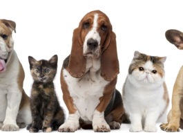 Cani e gatti