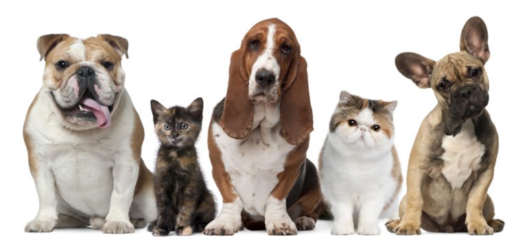 Cani e gatti