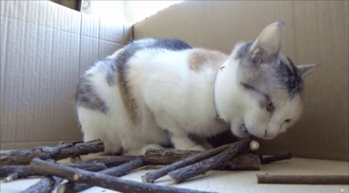 A me piace la liquirizia