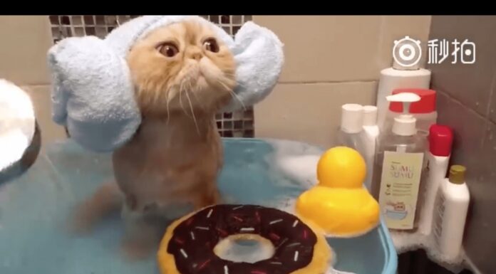 Ma vaffanbagno! Gatto esotico fa il bagnetto