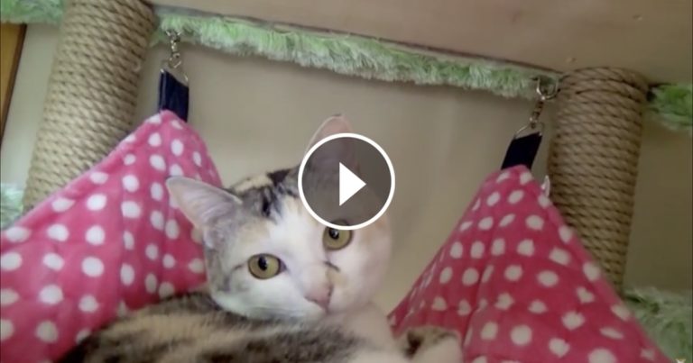 Che bella l'amaca!
