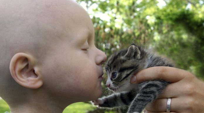 Coco Chanel, la gatta che in corsia aiuta i piccoli pazienti Bimbo e gatto