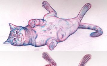 Anatomia del gatto: scheletro e muscoli Scheletro e muscoli del gatto