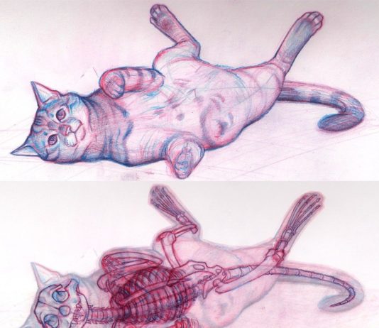 Anatomia del gatto: scheletro e muscoli Scheletro e muscoli del gatto