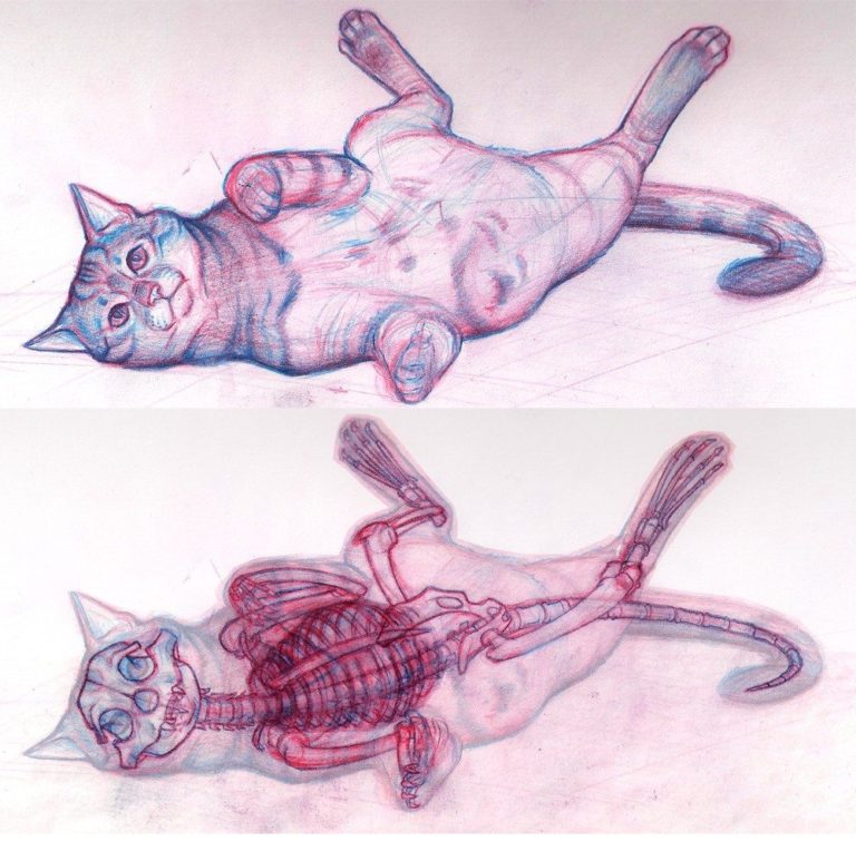 Scheletro e muscoli del gatto