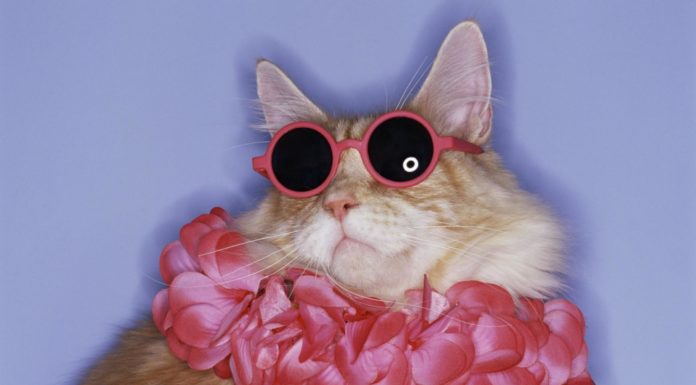 Siti utili per viaggiare con i nostri a-mici