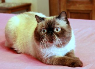 exotic shorthair