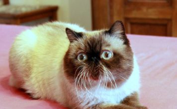 Exotic Shorthair exotic shorthair