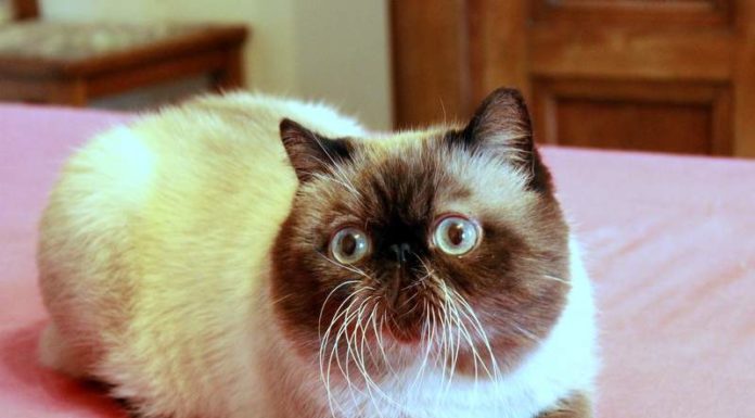 exotic shorthair