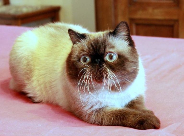 exotic shorthair