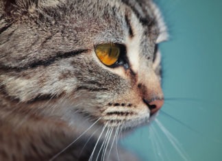 festa gatto