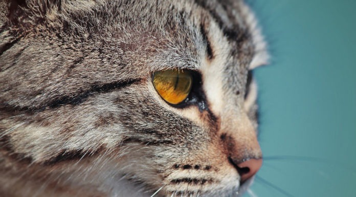 festa gatto