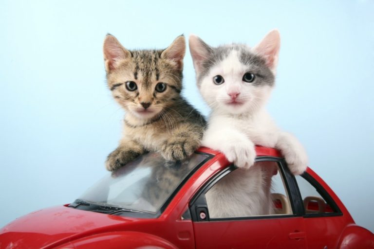 Viaggio in auto col gatto, alcuni suggerimenti