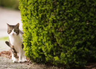 Cosa fare se il gatto si è perso