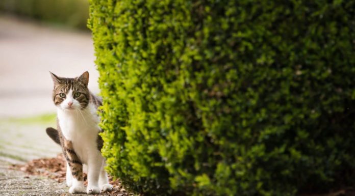 Cosa fare se il gatto si è perso