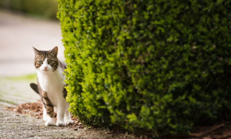 Cosa fare se il gatto si è perso