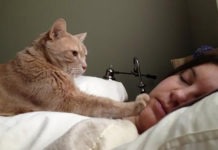 Cosa fare se il gatto ci sveglia di notte