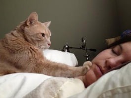 Cosa fare se il gatto ci sveglia di notte