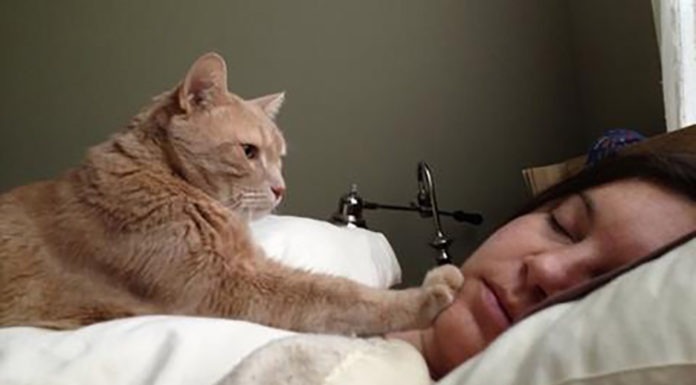 Cosa fare se il gatto ci sveglia di notte