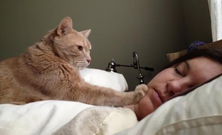 Cosa fare se il gatto ci sveglia di notte