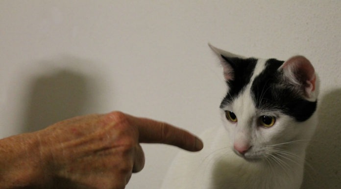 Come educare un gatto