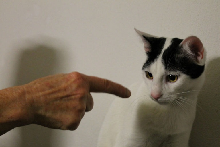 Come educare un gatto
