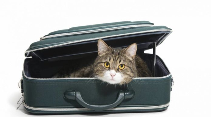 Viaggi in treno e in aereo con il gatto