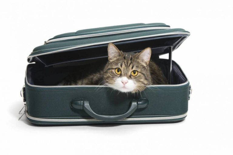 Viaggi in treno e in aereo con il gatto