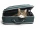 Viaggi in treno e in aereo con il gatto
