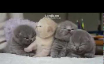 Piccolo ma con carattere