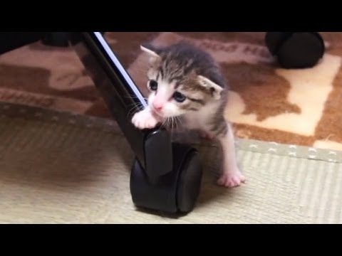 Ci sono anch’io!