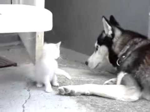 Gattino gioca con un Siberian Husky