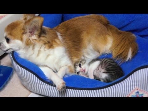 Coccole tra cane e gatto