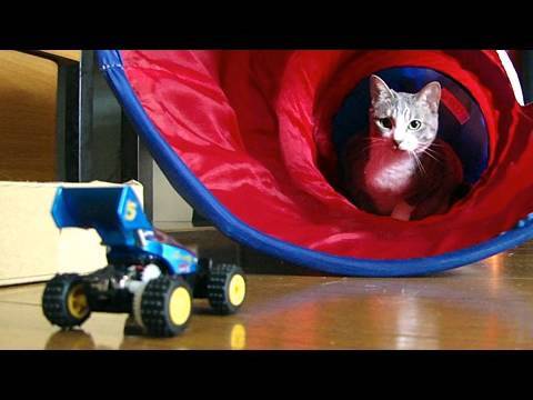 Gatto vs automobilina