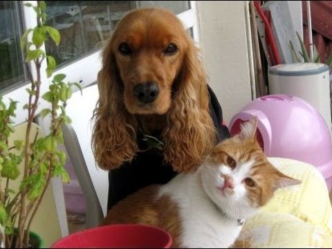 Il gatto che ama i cani