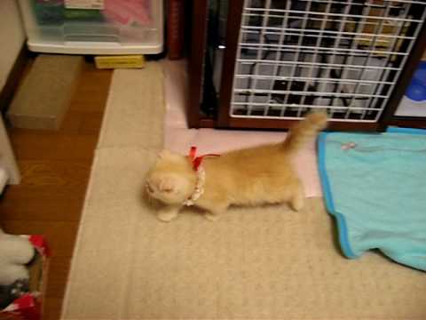 Gatto imbarazzato da gattino