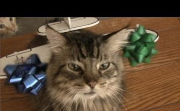 Giochini elettronici per gatti