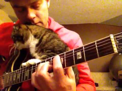 Un dolce gattino suona la chitarra