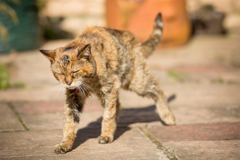 Perdita di peso del gatto: cause e rimedi