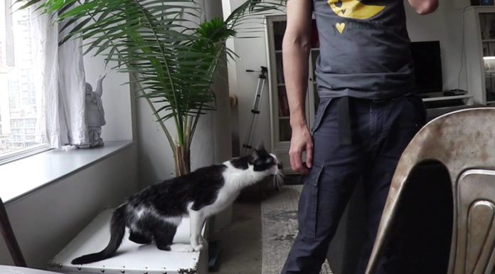 Kodi è proprio un gattino dispettoso
